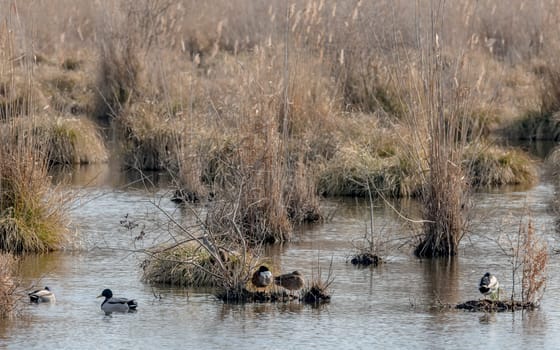 Reed island with dry grass and swimming geese and ducks