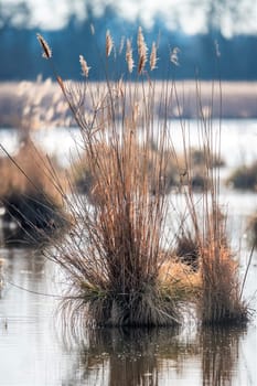 Reed island with dry brouwn grass and reflections in the water