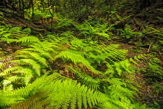 Close up of a fern in the rainforest in Garajonay national park, La Gomera, Canary Islands, Spain
