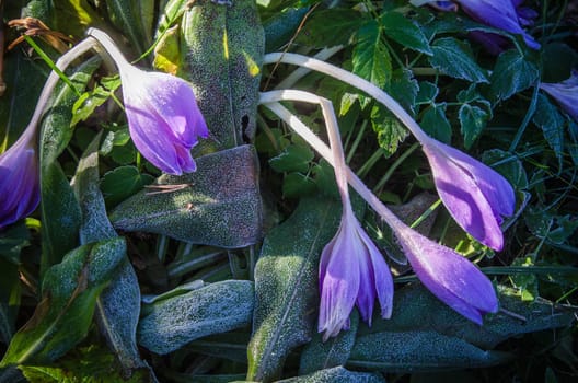 Crocuses in the frost, close-up
