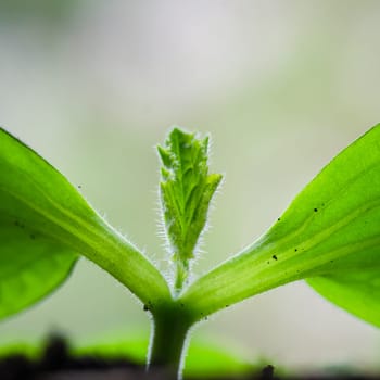 Young sprouts vegetable marrow in the spring time, close-up
