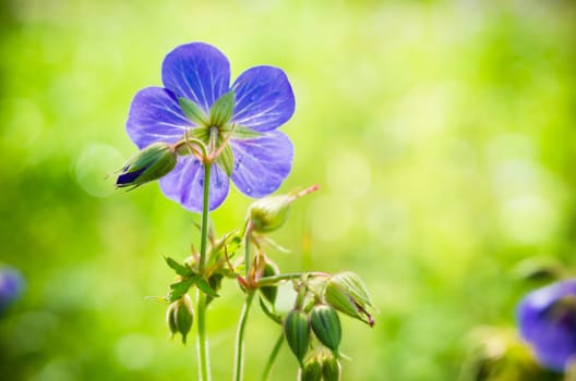 Flax flowers close up on the field.  Note: Shallow depth of field