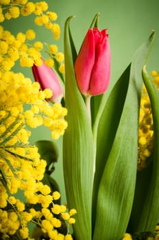 Spring bouquet with tulip and mimosa, close up