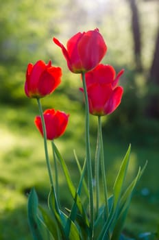 Red tulips in the garden, backlight.      Note: Shallow depth of field