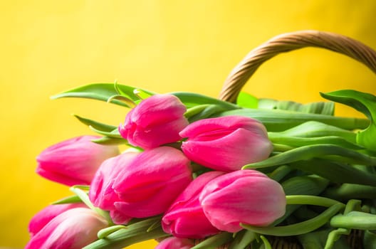 Beautiful bouquet of pink tulips in a wicker basket