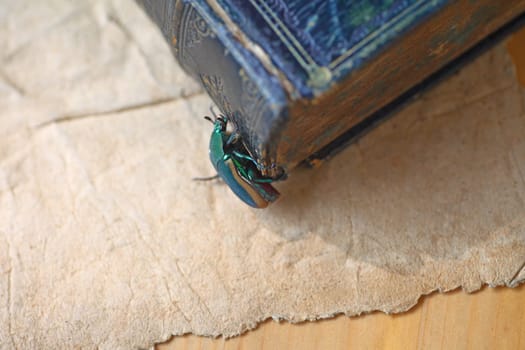 A large green insect on a vintage book with copy space