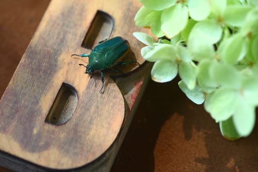 A large insect on the letter B in wood type with pale green hydrangea flower