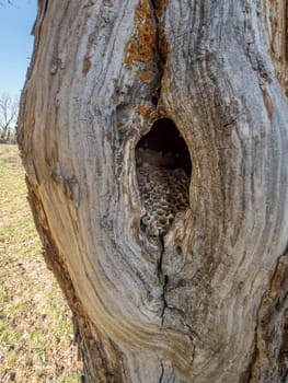 Old abandoned hornet nest with honeycombs in a tree hollow