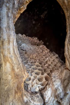Old abandoned hornet nest with honeycombs in a tree hollow