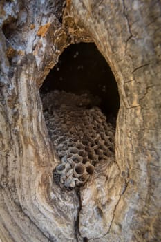 Old abandoned hornet nest with honeycombs in a tree hollow