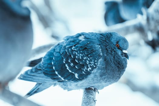 pigeon on the branch perched in the winter afternoon.