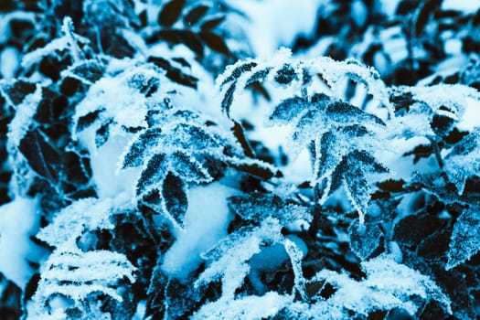 barberry close up branches in the snow.