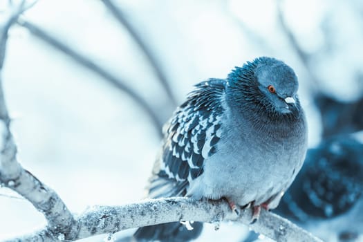 pigeons sitting hunched on a branch in the winter day.