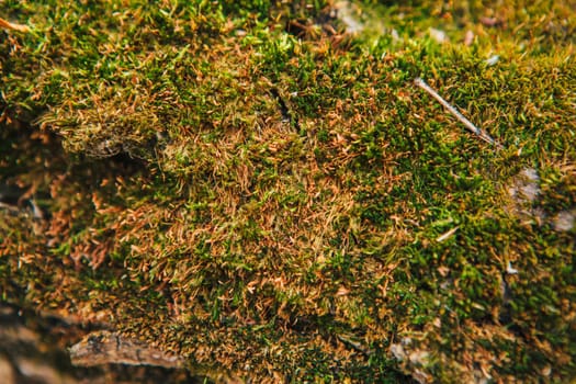 green moss on autumn trees close up.