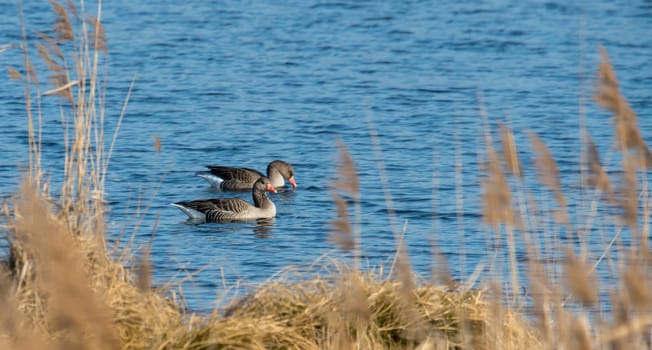 greylag floats in front of brown reed with plenty of text space on a lake