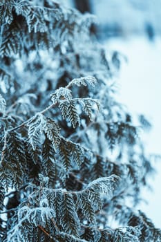 winter light dark green larch branches in the snow.