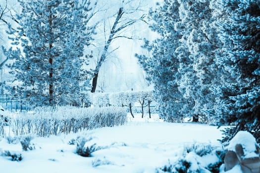 winter forest and branches in the snow during the day.