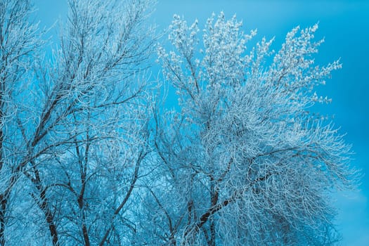 white winter forest on blue sky background.