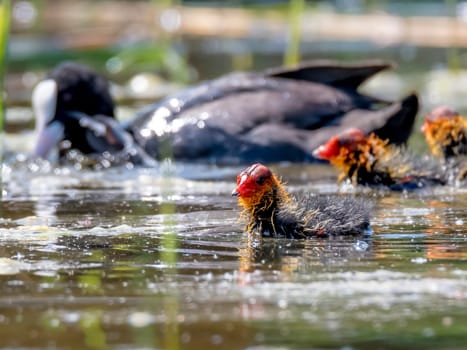 Coot chick is swimming against blurred background on a lake with refections