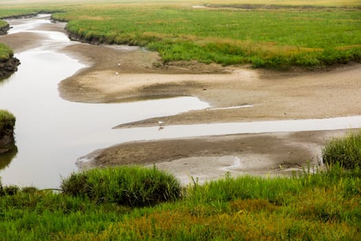 German North Sea coast at low tide with sand dunes, mud, grass, water and seagulls
