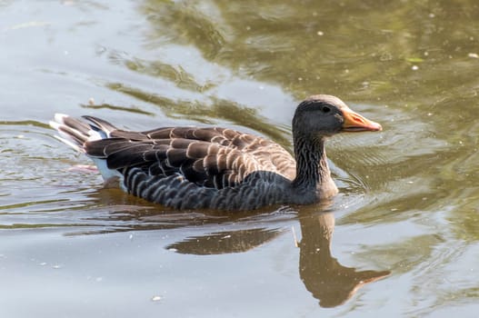 Single Greylag swimming on a lake with reflections