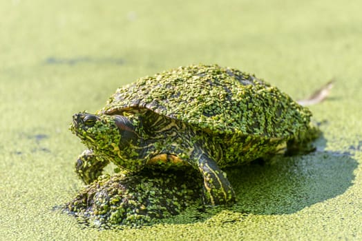 Water turtle sits with duckweed covered on a stone in a lake