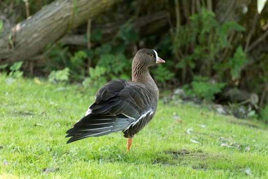Pygmy Goose stands on one leg in a meadow with outstretched wings