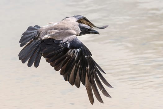 Hooded Crow - Jackdaw landing on blurred gray background