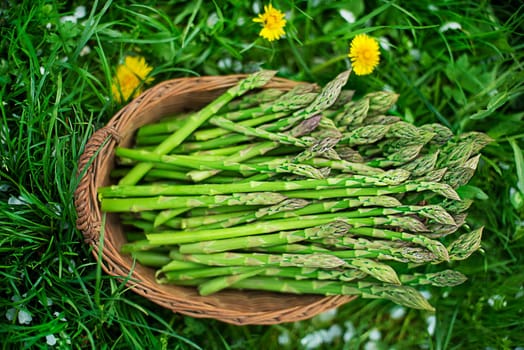 Asparagus. Fresh Asparagus. Green Asparagus. Picking asparagus to the basket.