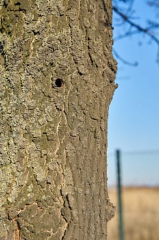 A tree infested by the Asian longhorn beetle in Magdeburg. The beetle from Asia was first registered in Europe in 2001.