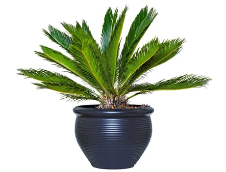Palm background. Closeup of a palm in a decorative blue ceramic pot isolated on a white background.