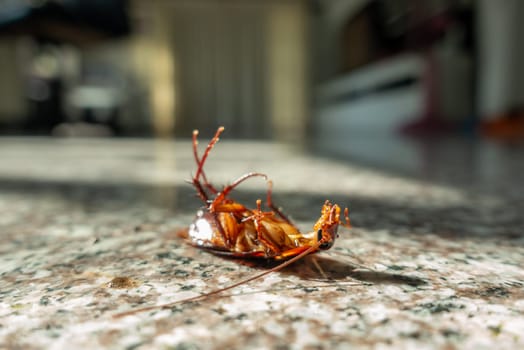 Dead cockroach on floor, pest control concept