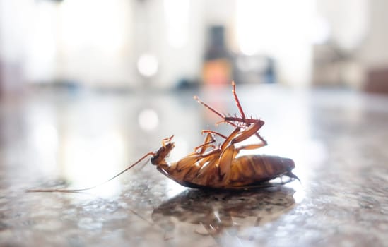 Dead cockroach on floor, pest control concept