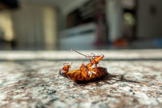 Dead cockroach on floor, pest control concept