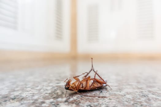 Dead cockroach on floor, pest control concept