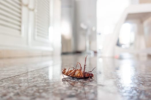 Dead cockroach on floor, pest control concept