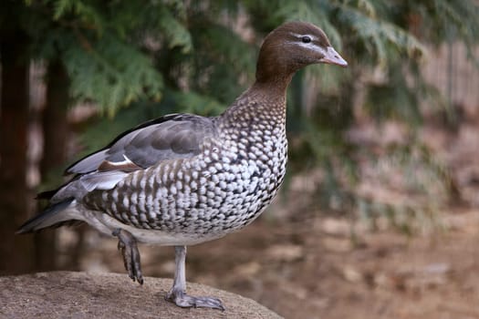 Maned goose Chenonetta jubata
