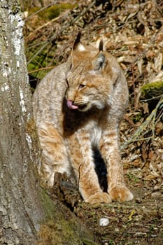Lynx