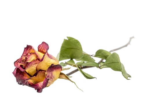 Yellow red rose with dried leaves isolated on white
