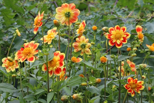 Dahlias in red and golden yellow