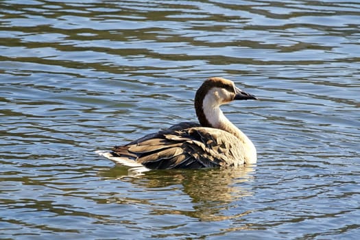 Swan Goose Anser cygnoides on the Neckar in Heidelberg
