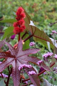 Castor oil in the perennial garden