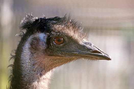 Head study of the Great Emu Dromaius novaehollandiae