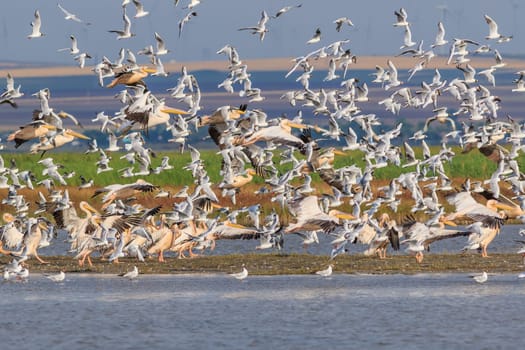 white pelicans and seagulls in flight. Danube Delta, Romania