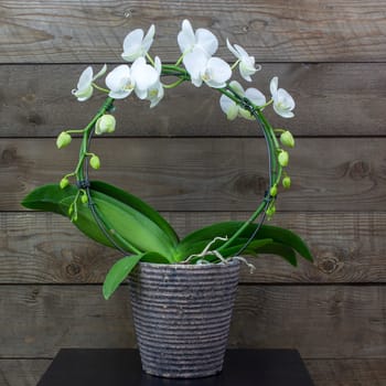 Beautiful white orchid in a flowerpot - phalaenopsis - wooden background