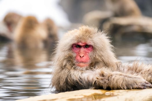 Japanese Snow monkey Macaque in hot spring Onsen Jigokudan monkey Park, Nakano, Japan