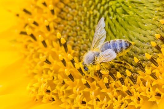 Animal sitting at sunny summer sun flower. Important collect environment ecology sustainability. Awareness of nature climate change.