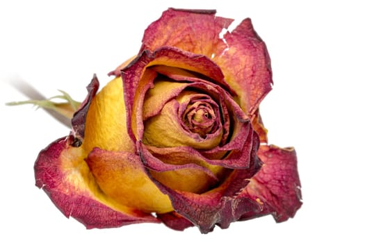 Yellow red rose with dried leaves isolated on white