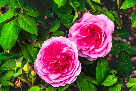 gertrude jeckyll pink roses flowers background purple .