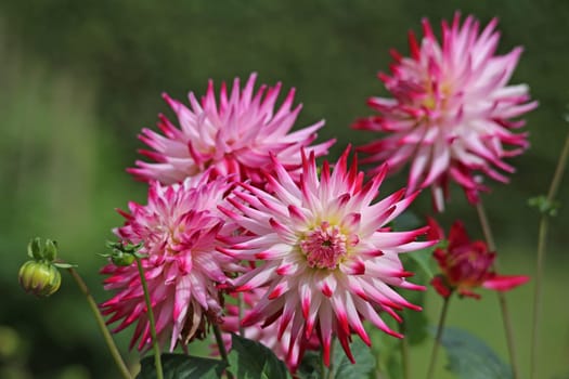Dahlia in purple red and white